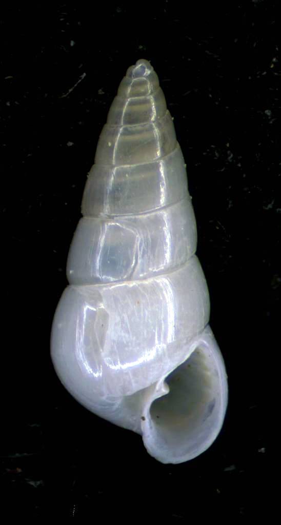 Odostomia con protoconca A